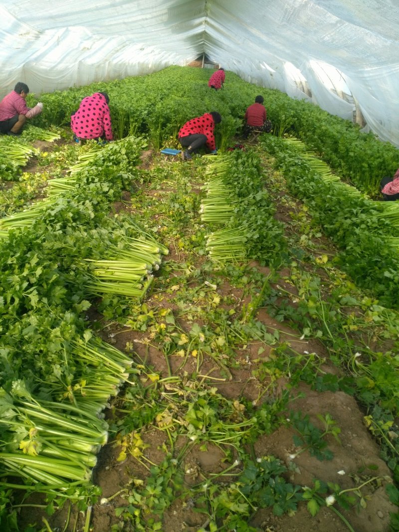 砀山县大棚，芹菜大量上市。