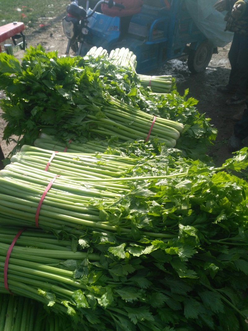 砀山县大棚，芹菜大量上市。