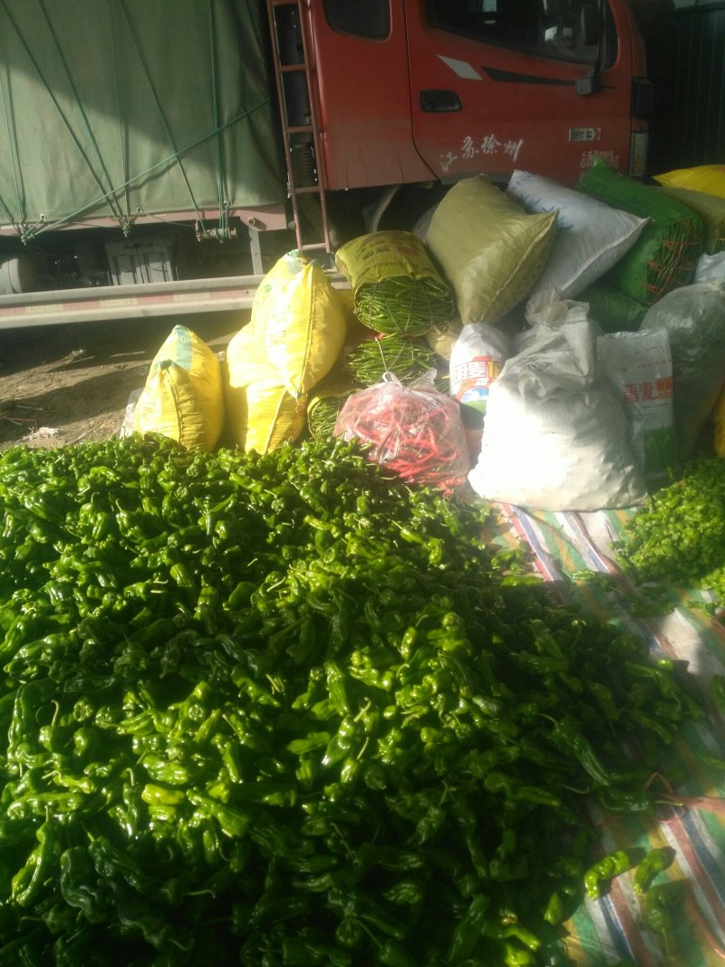 砀山县大棚，芹菜大量上市。