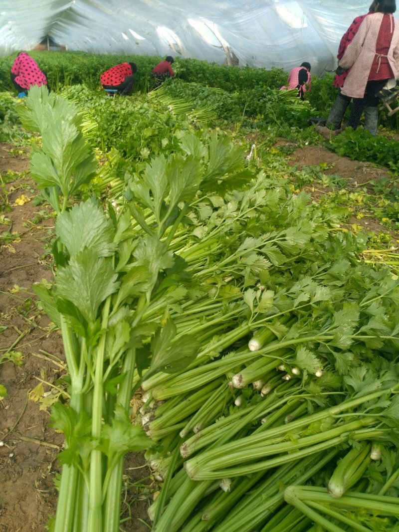 砀山县大棚，芹菜大量上市。