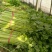 砀山县大棚，芹菜大量上市。