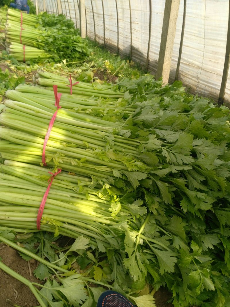 砀山县大棚，芹菜大量上市。