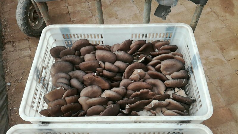 河北省，无极县，食用菌，食用菌现货，平菇，鲜平菇