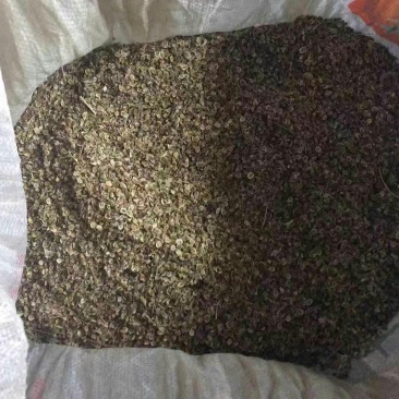白花前胡种子
