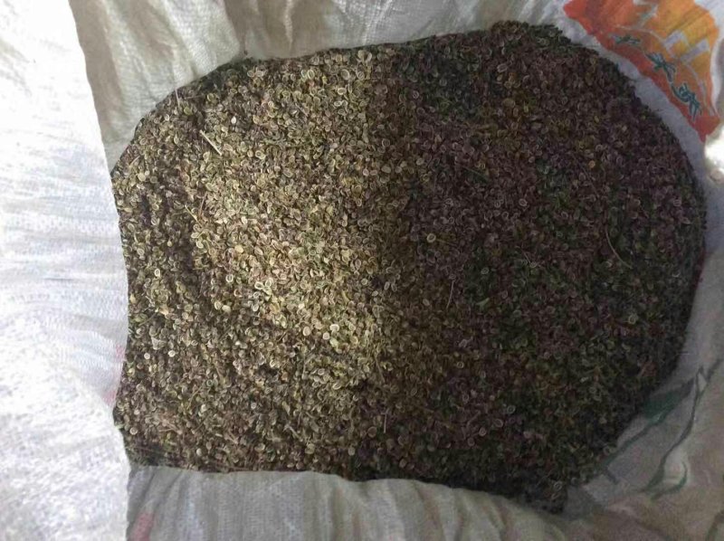 白花前胡种子