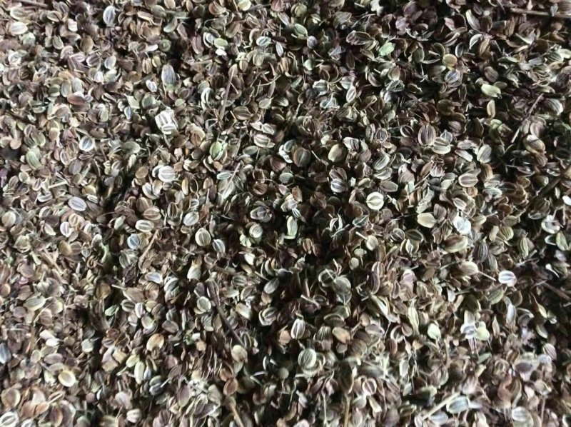 白花前胡种子