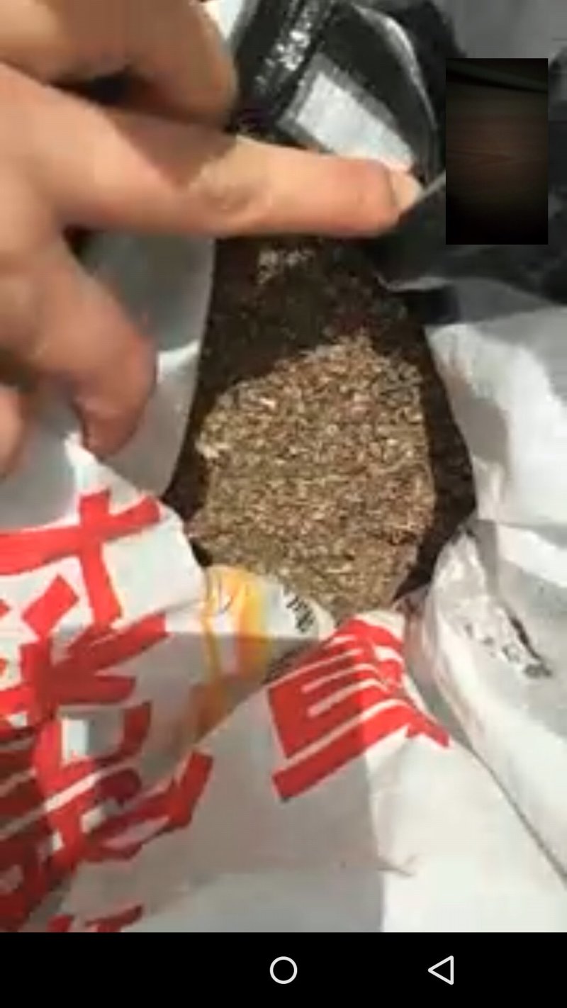 白花前胡种子
