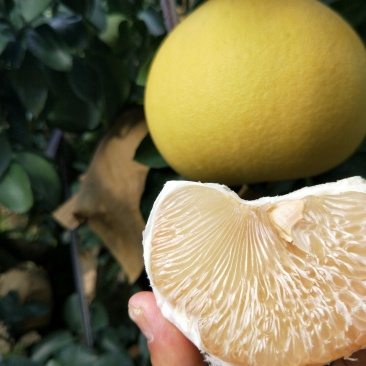 柚子玉环文旦柚2个装5-6斤净重