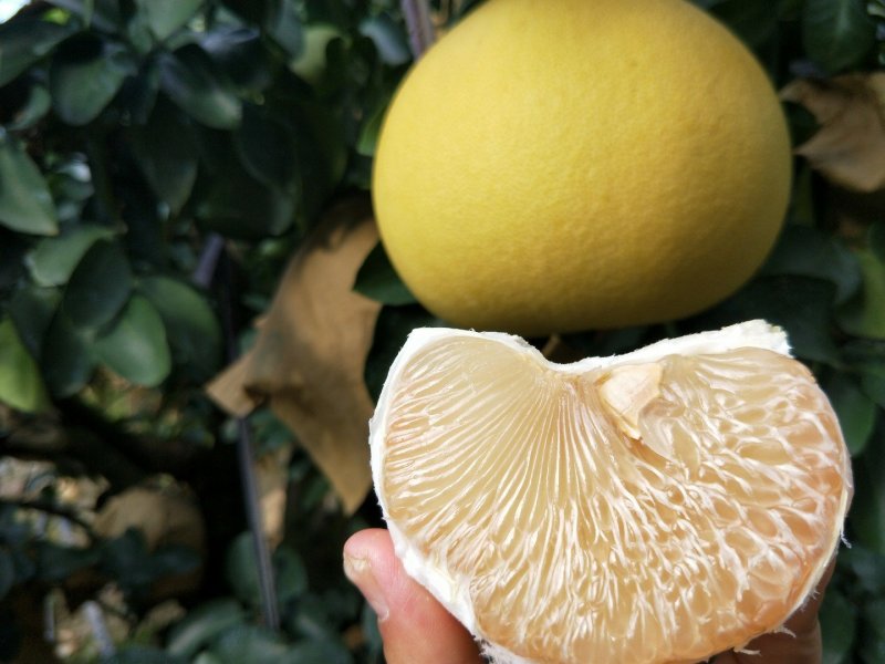 柚子玉环文旦柚2个装5-6斤净重