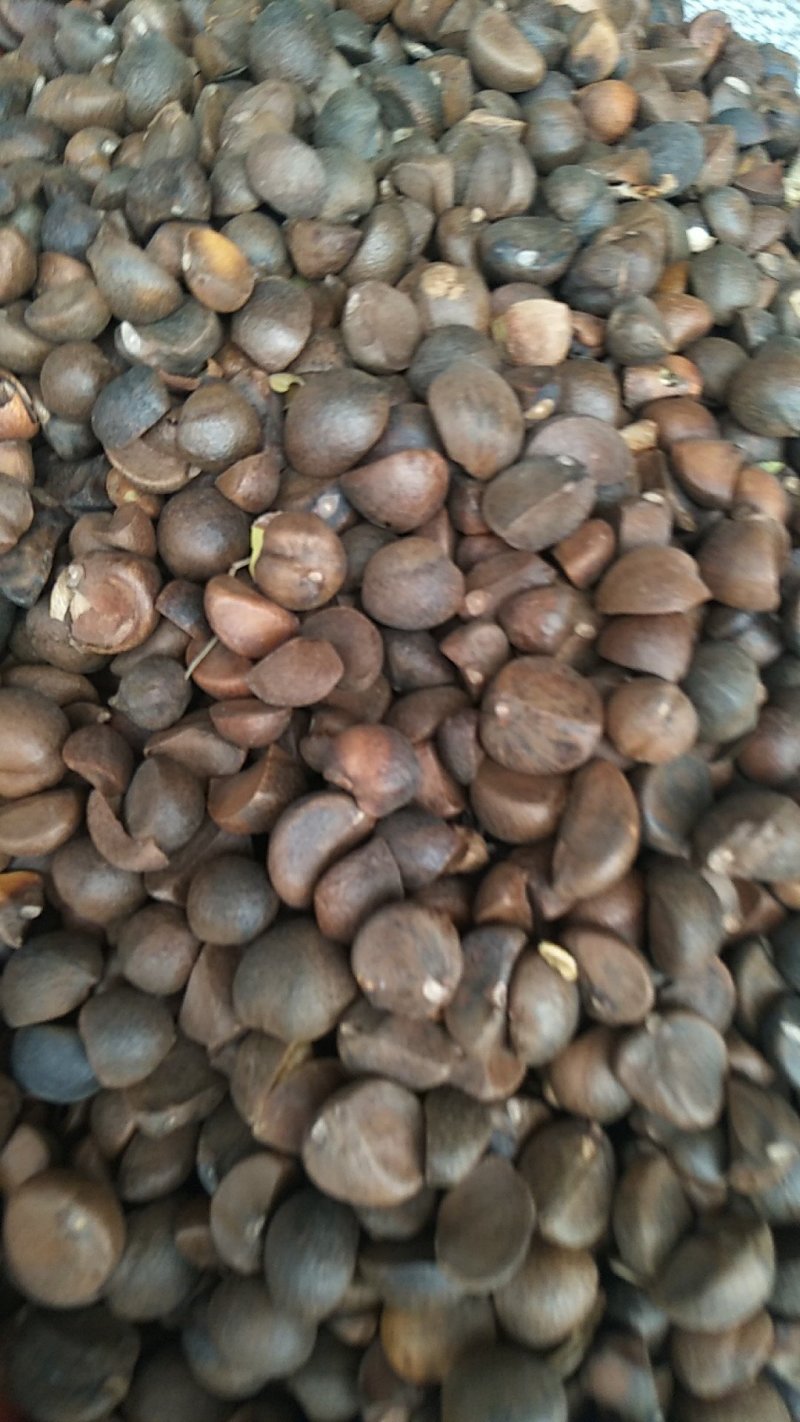 出油率高油茶籽99%以上