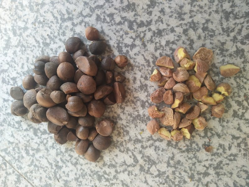 出油率高油茶籽99%以上