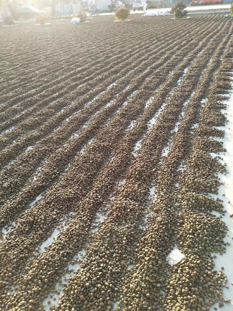 出油率高油茶籽99%以上