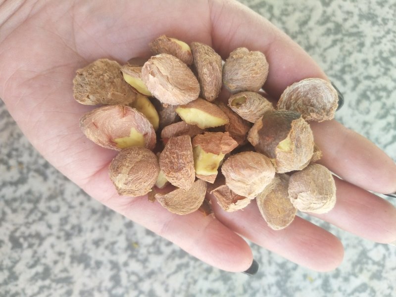 出油率高油茶籽99%以上