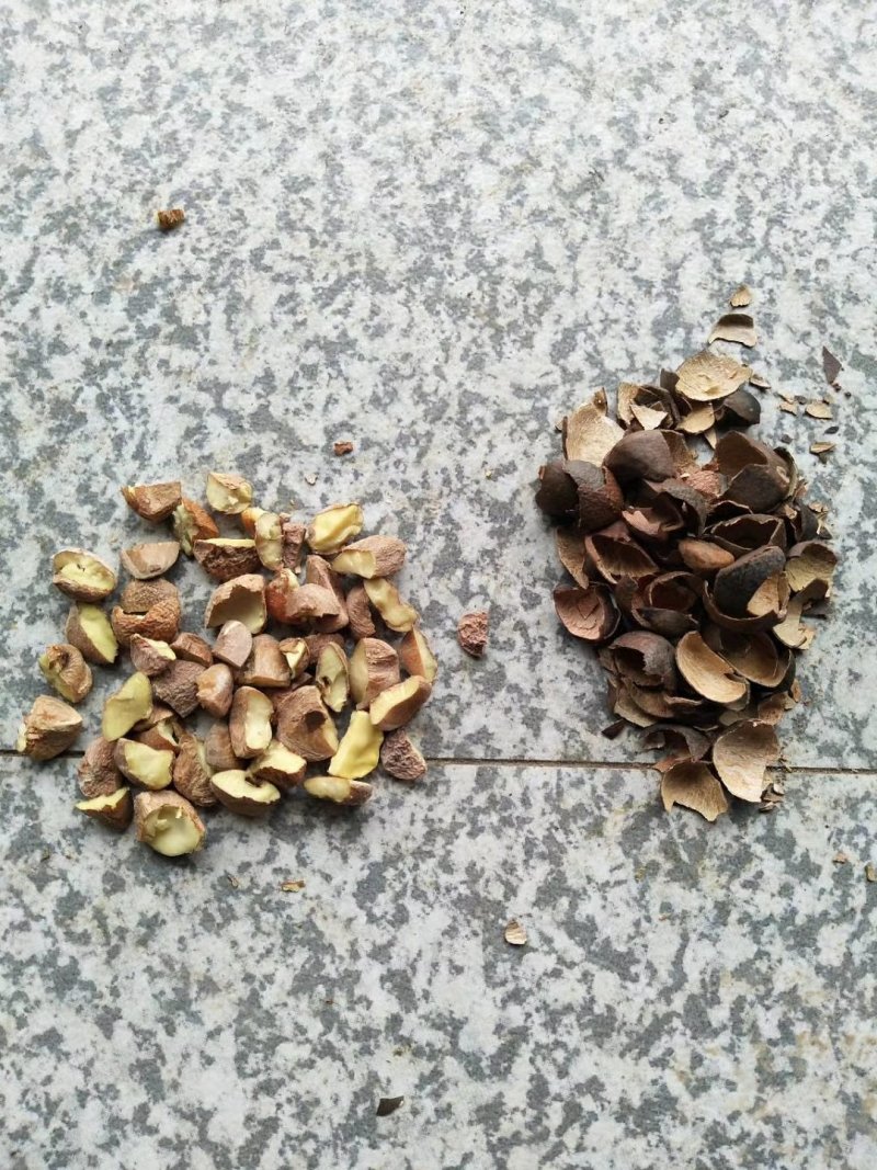 出油率高油茶籽99%以上