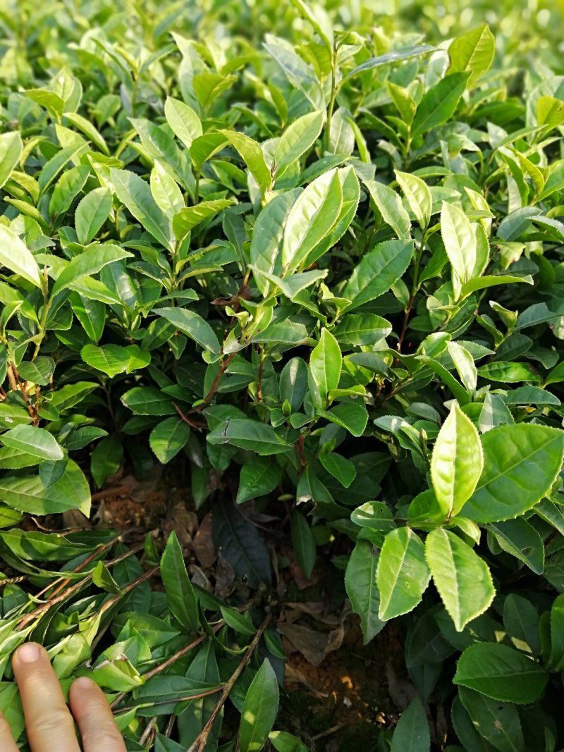 大量出售福鼎大白茶苗及各品种茶苗