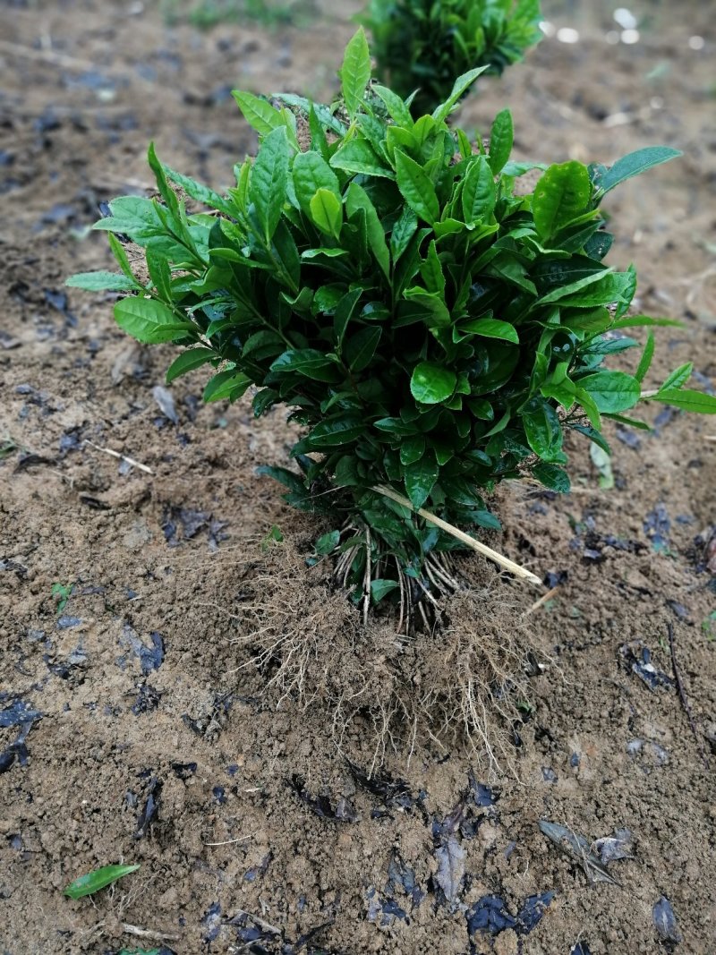 大量出售福鼎大白茶苗及各品种茶苗