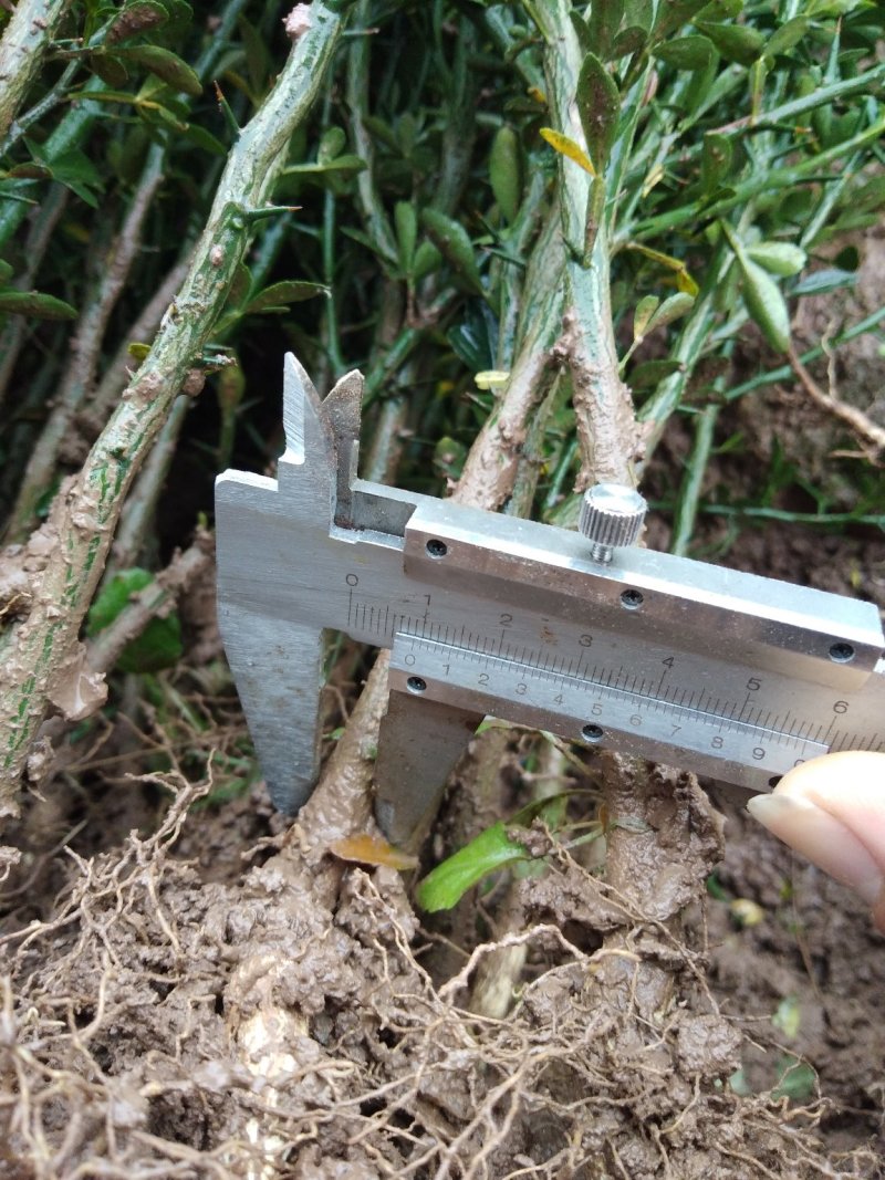 积壳苗，友谊苗木场提供优质各种嫁接苗，柑橘苗