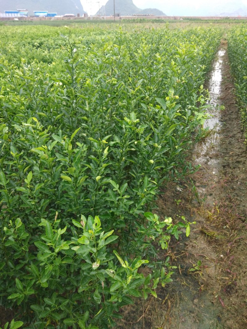 积壳苗，友谊苗木场提供优质各种嫁接苗，柑橘苗