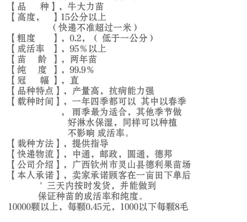 牛大力苗☞海南海五一号种子苗