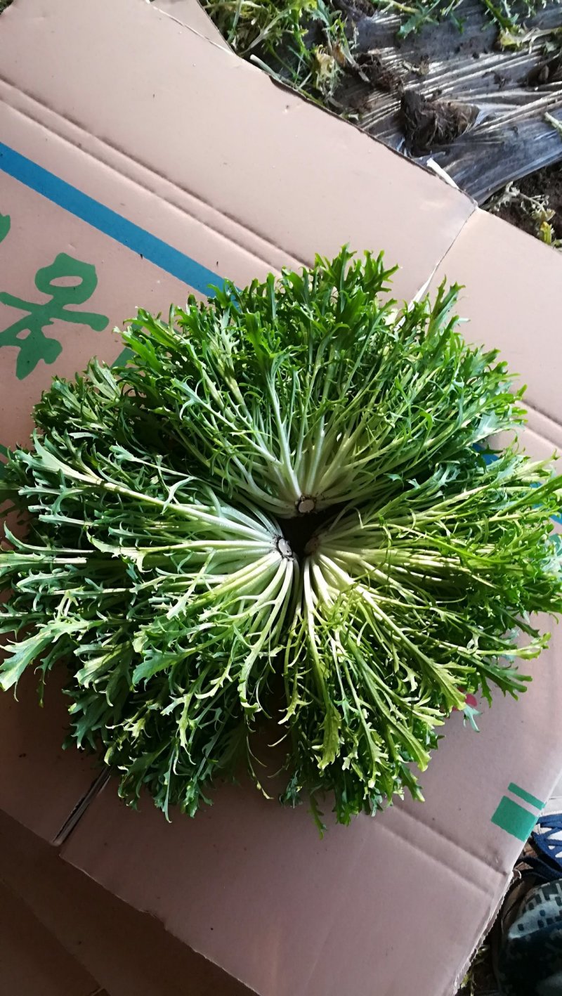 精品苦菊