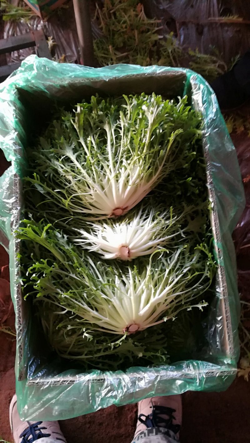 精品苦菊