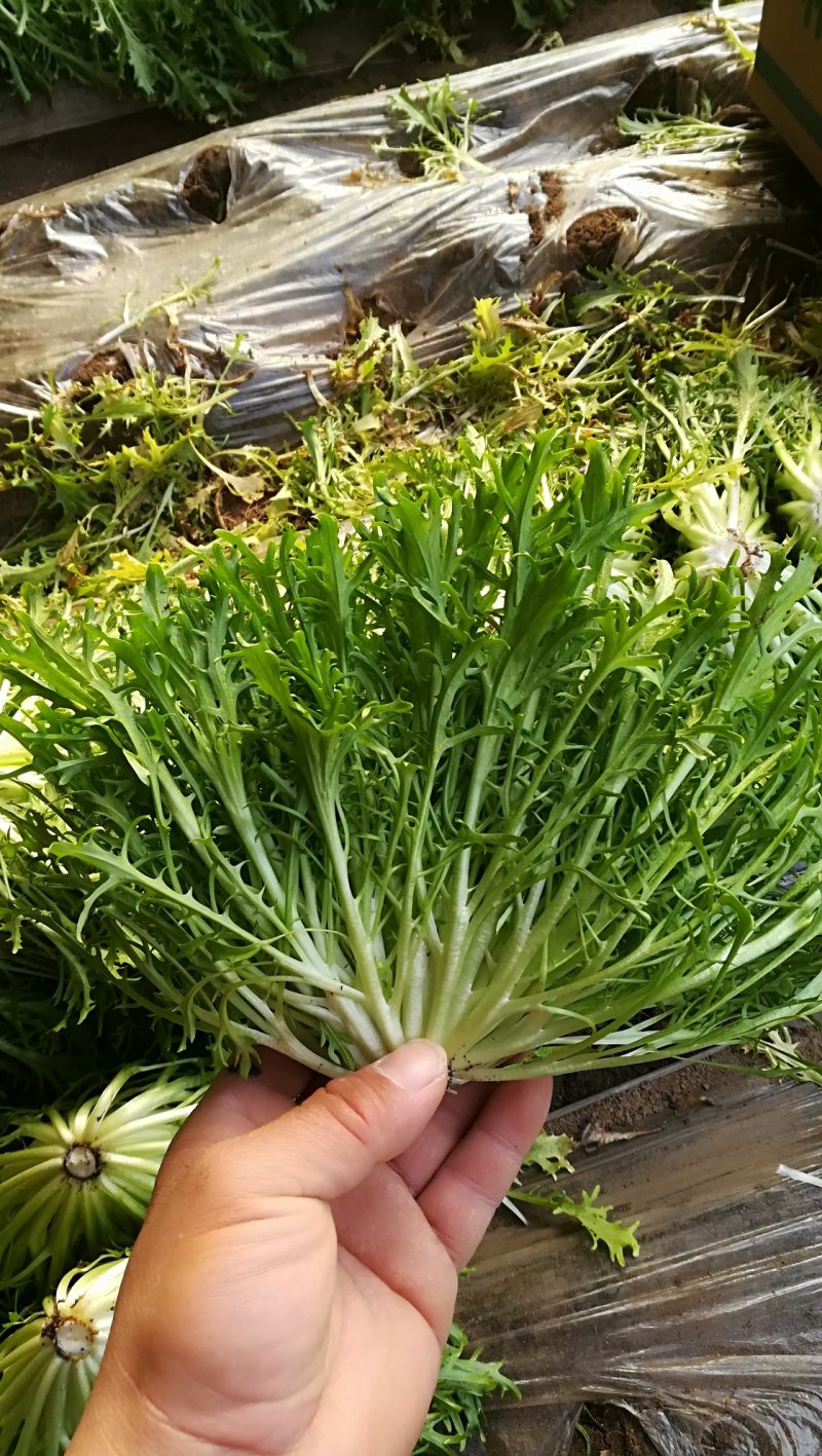 精品苦菊