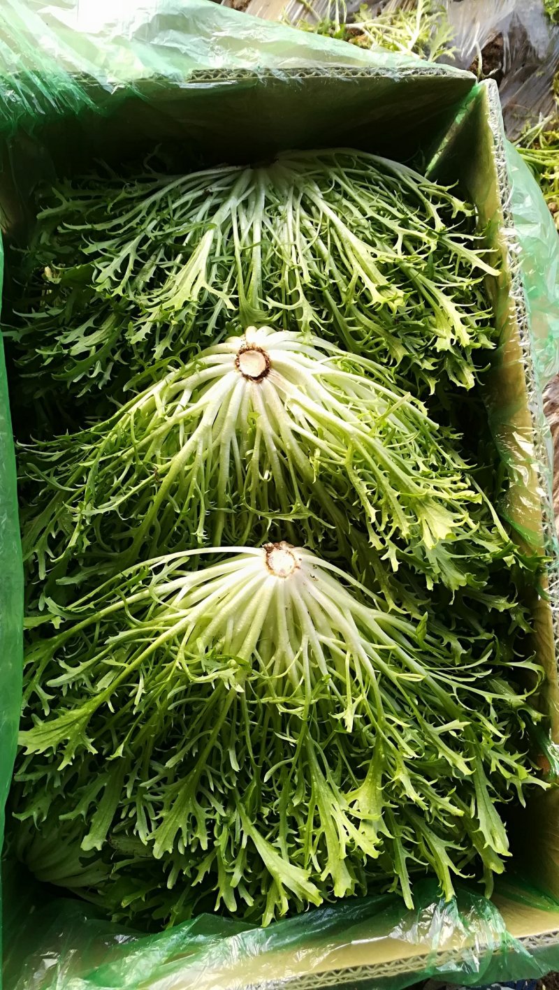 精品苦菊