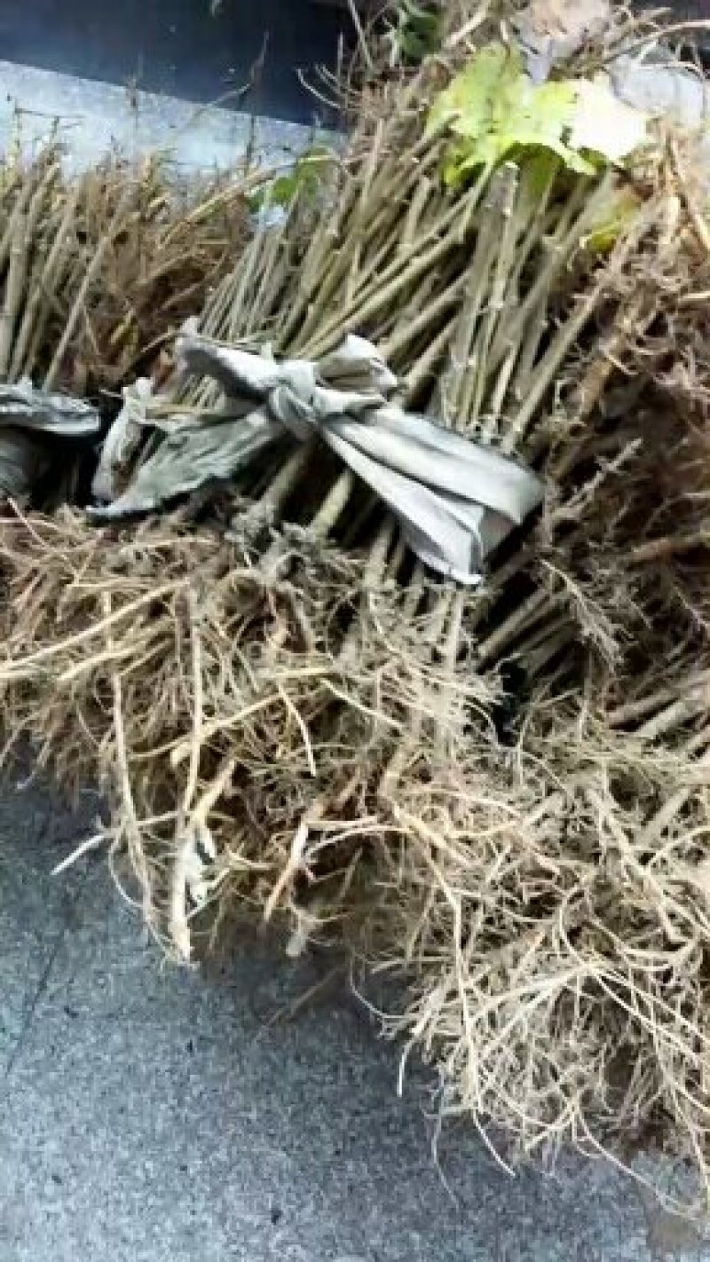 台湾四季果大果桑苗现挖苗100%嫁接苗产量高好管理