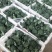 河北西蓝花上市品种优质花型漂亮质量有保证诚信第一