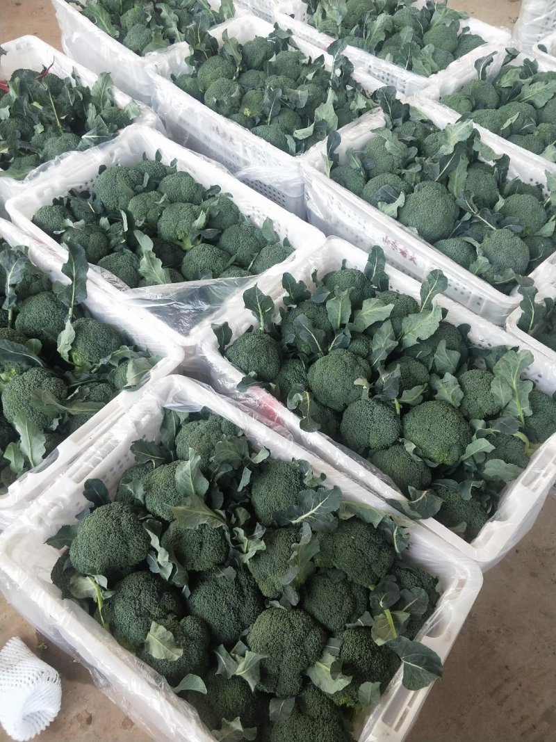 河北西蓝花上市品种优质花型漂亮质量有保证诚信第一