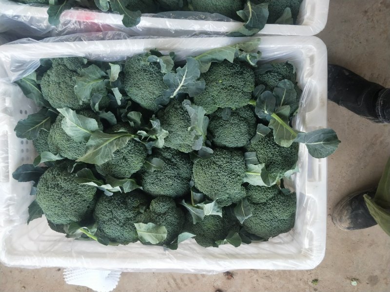 河北西蓝花上市品种优质花型漂亮质量有保证诚信第一