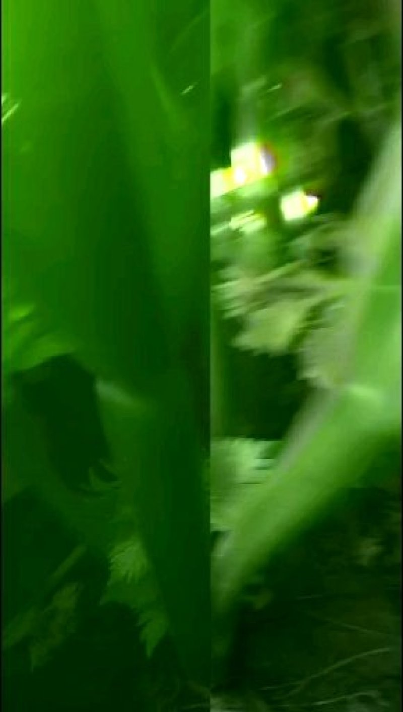 芹菜