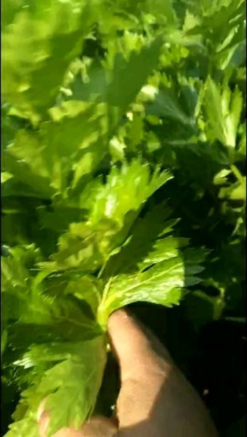 芹菜