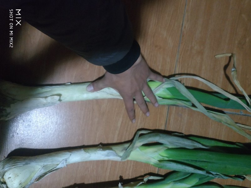 河北定州鸡腿大葱，产地货源，质量有保证，葱头大，葱白长。