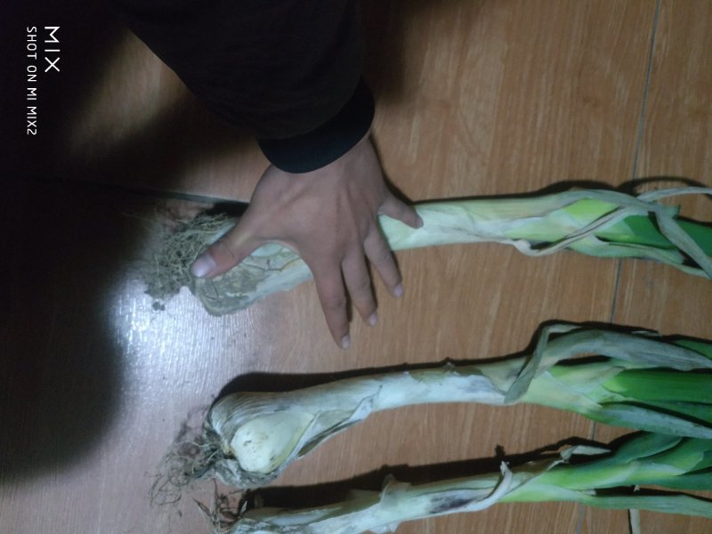 河北定州鸡腿大葱，产地货源，质量有保证，葱头大，葱白长。