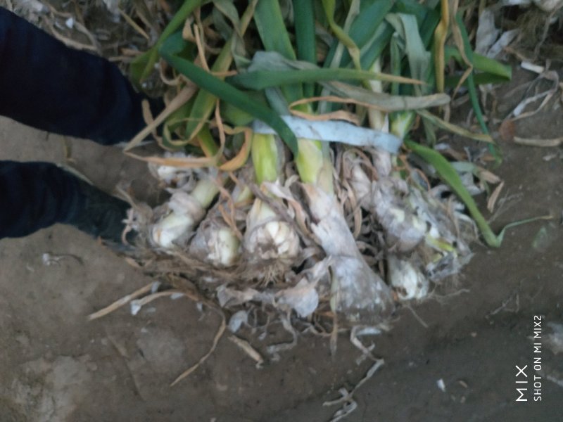 河北定州鸡腿大葱，产地货源，质量有保证，葱头大，葱白长。