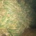 河北定州鸡腿大葱，产地货源，质量有保证，葱头大，葱白长。