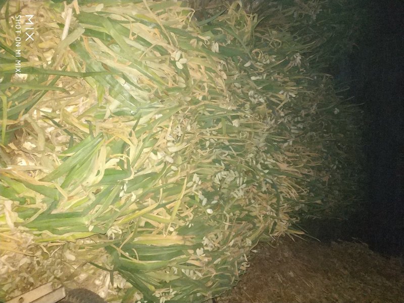 河北定州鸡腿大葱，产地货源，质量有保证，葱头大，葱白长。