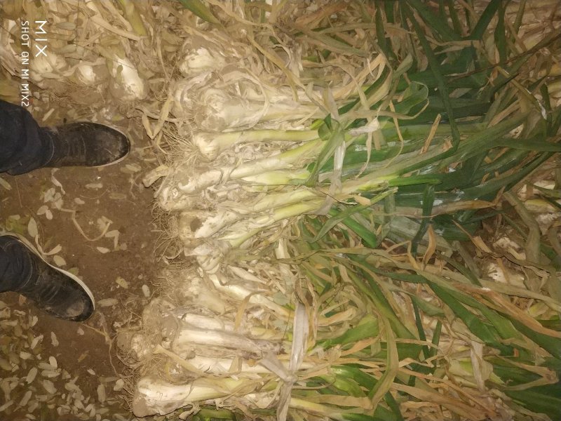 河北定州鸡腿大葱，产地货源，质量有保证，葱头大，葱白长。