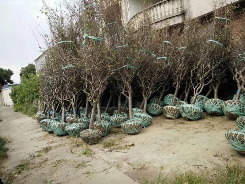 苗圃大量供应小叶垂丝海棠7公分装车价380海棠