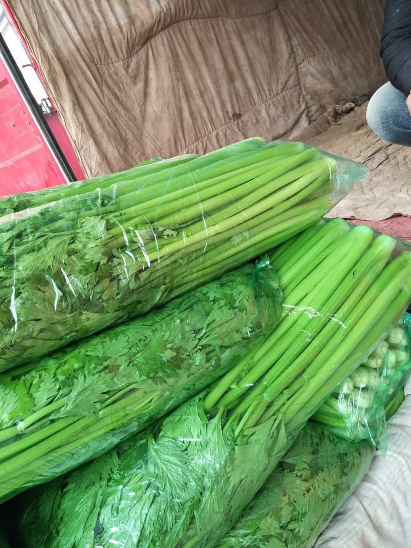 【精品芹菜】细棵，香芹中棵，大棵各种规格可供电商可优惠