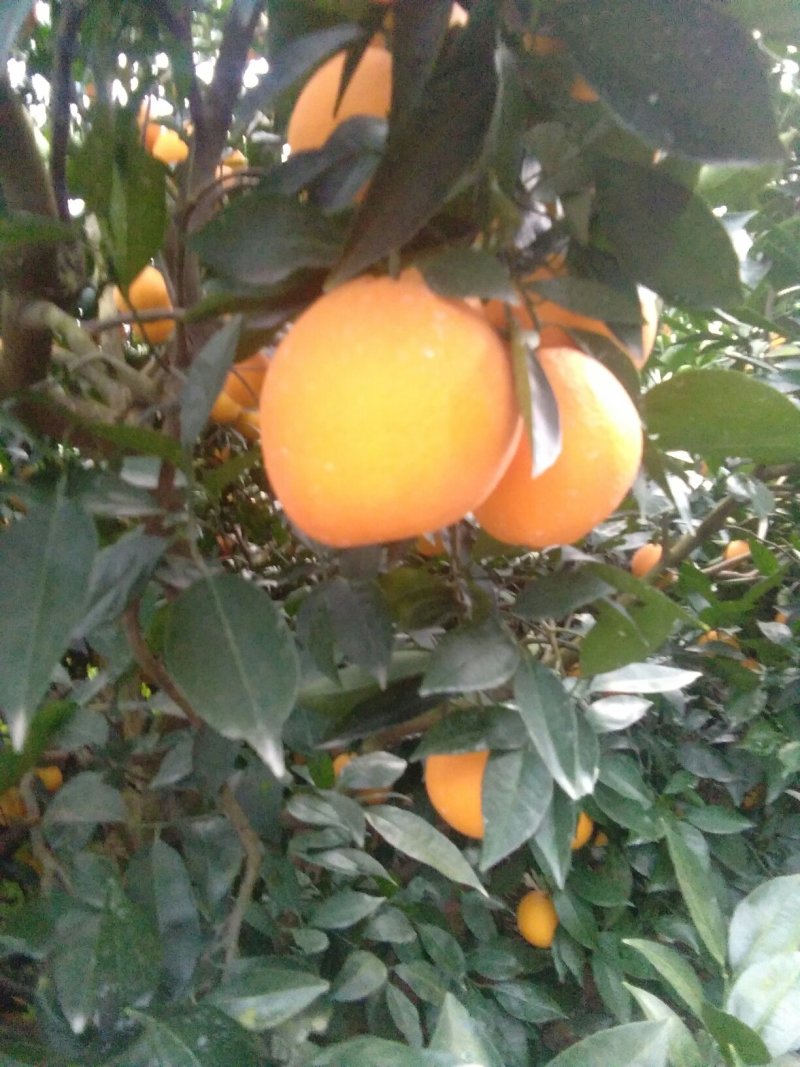 脐橙
