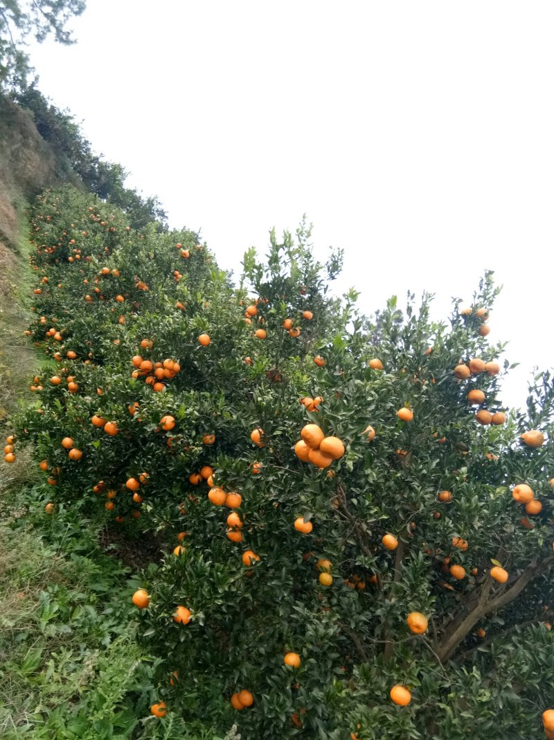 资中椪柑，色味顶棒
