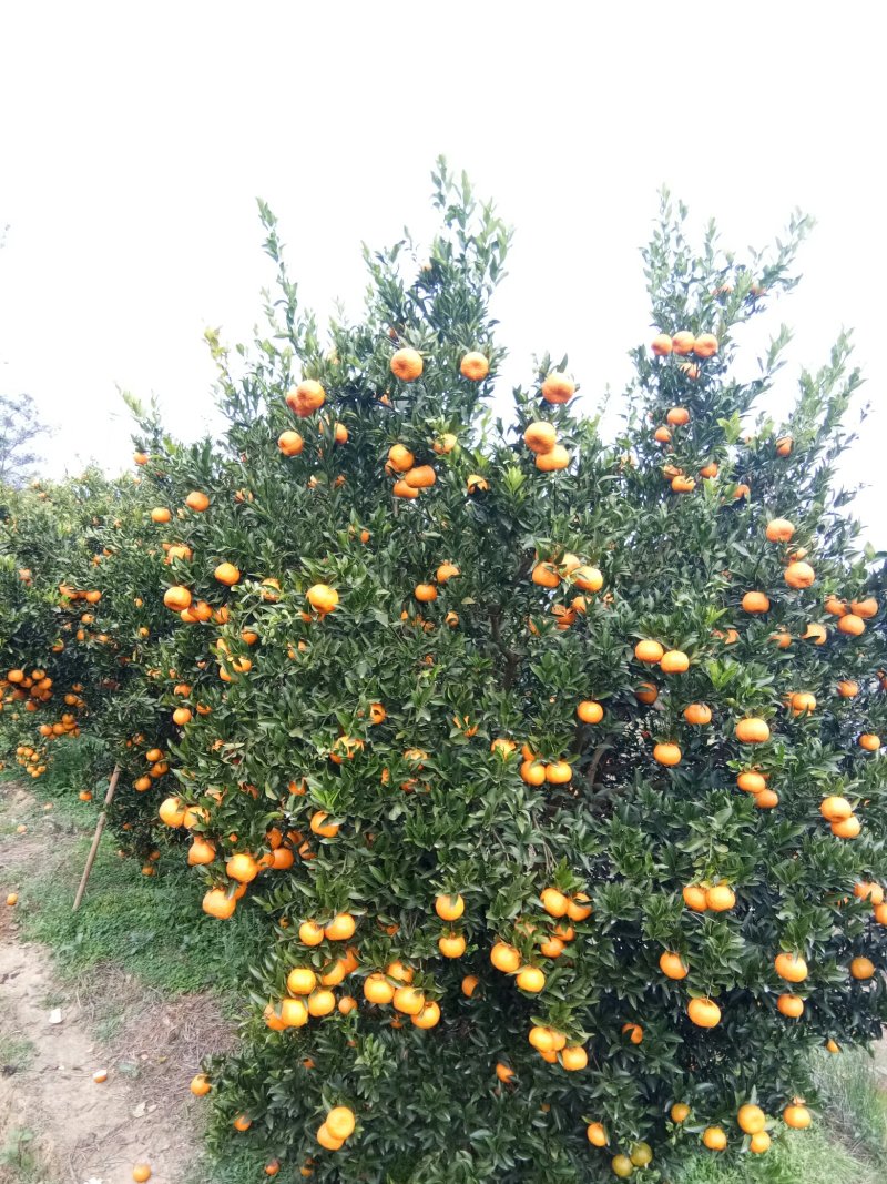 资中椪柑，色味顶棒