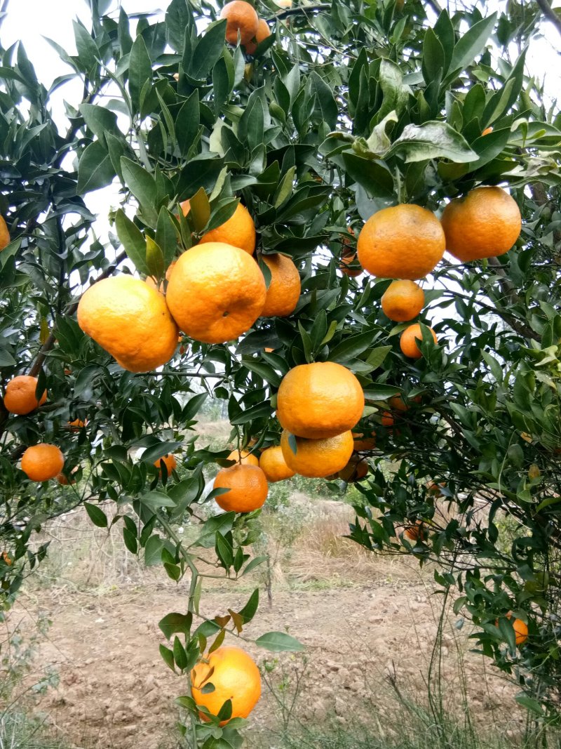 资中椪柑，色味顶棒