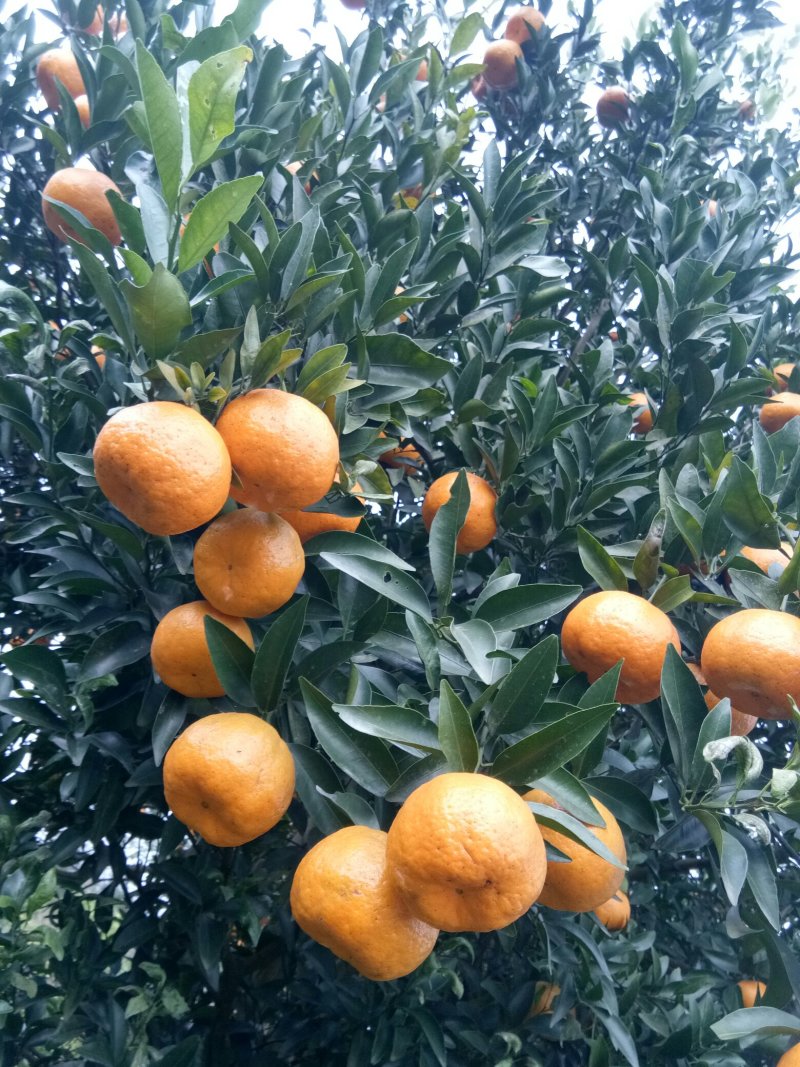 资中椪柑，色味顶棒