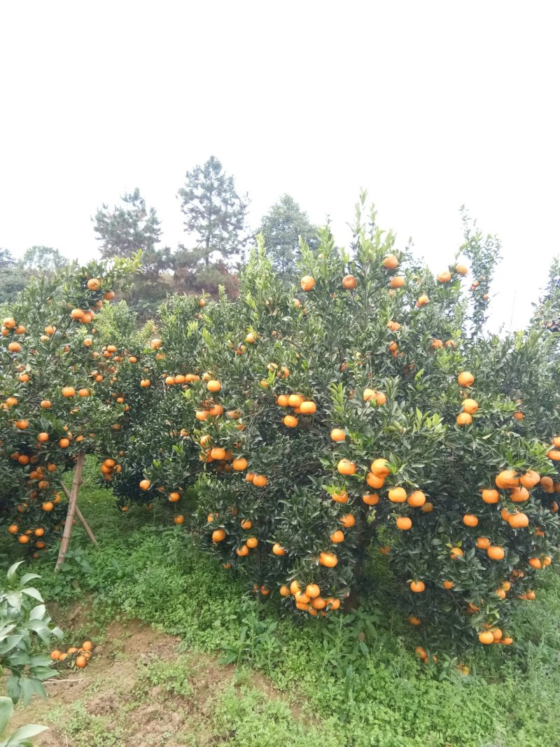 资中椪柑，色味顶棒