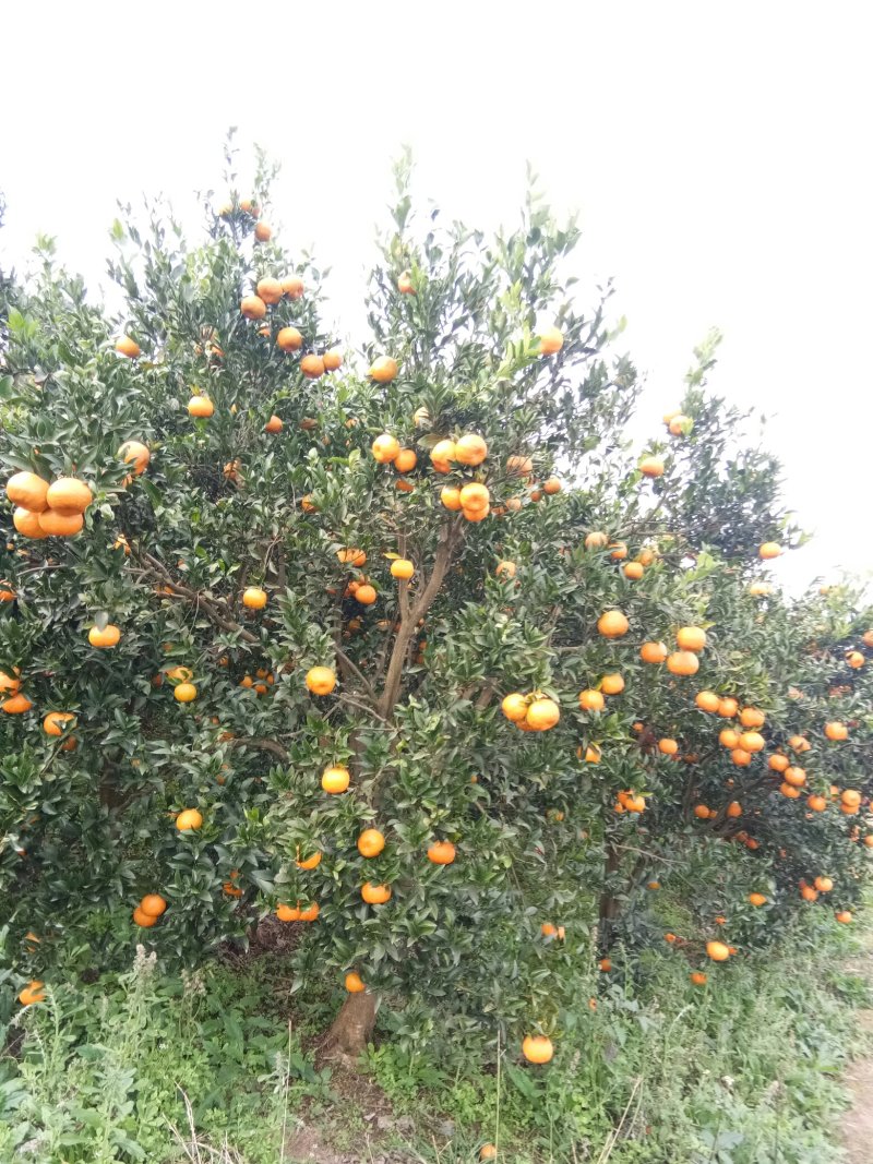 资中椪柑，色味顶棒