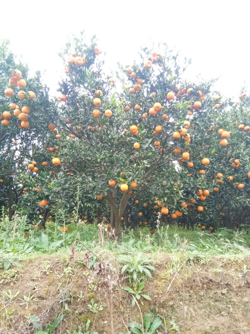 资中椪柑，色味顶棒