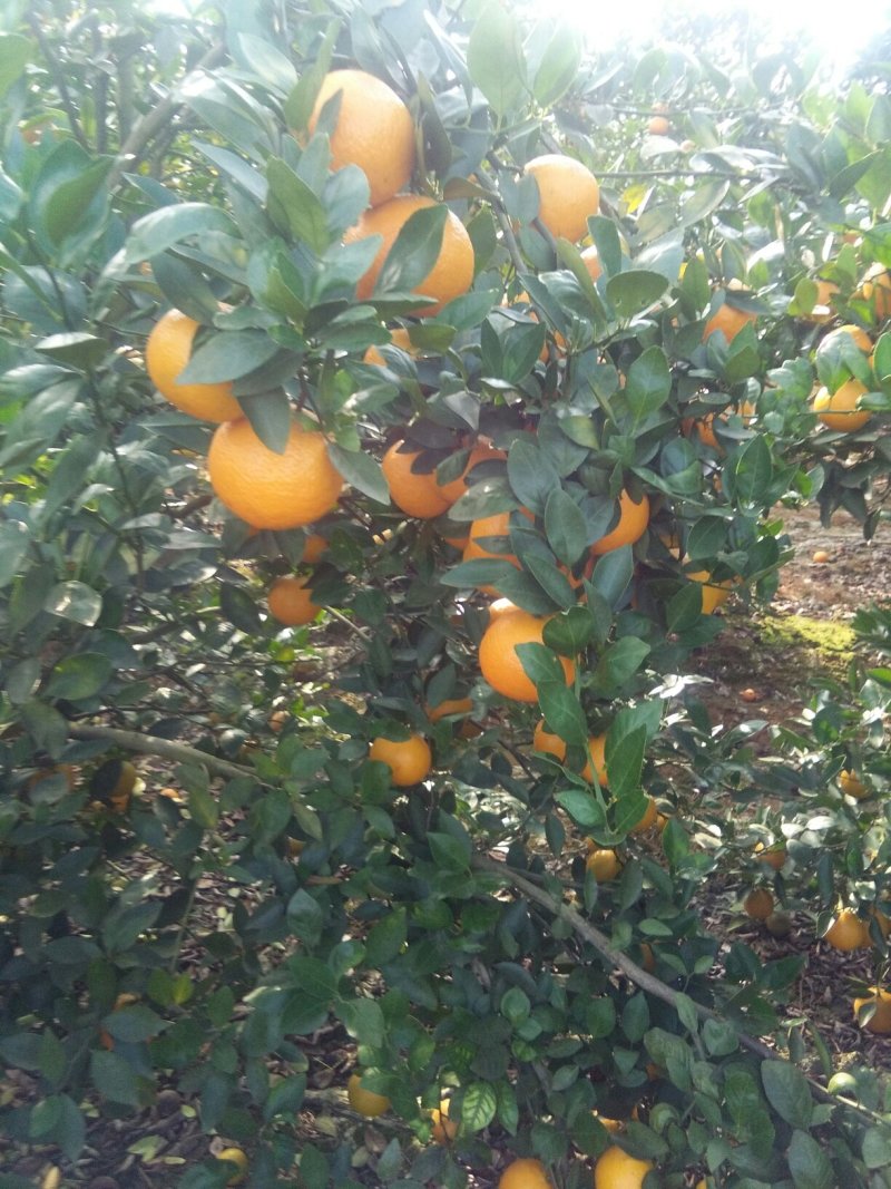 皇帝柑大量上市